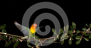 Fischer\'s Lovebird, agapornis fischeri, Adult standing on Branch, taking off, in flight