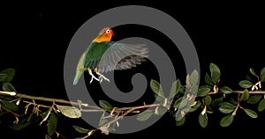 Fischer\'s Lovebird, agapornis fischeri, Adult standing on Branch, taking off, in flight