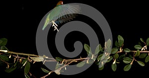 Fischer\'s Lovebird, agapornis fischeri, Adult standing on Branch, taking off, in flight