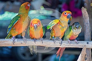 The Fischer`s Lovebird Agapornis fischeri on cage.