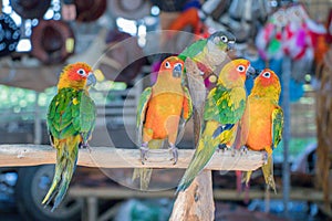 The Fischer`s Lovebird Agapornis fischeri on cage.