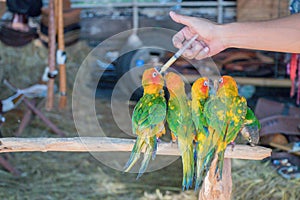 The Fischer`s Lovebird Agapornis fischeri on cage.