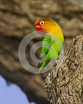 Fischer`s lovebird Agapornis fischeri photo