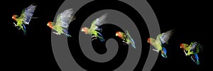 Fischer`s Lovebird, agapornis fischeri, in flight, Movement Sequence