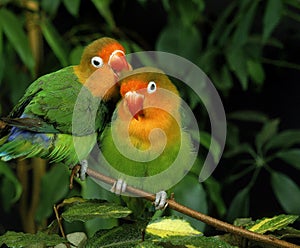 Fischer`s Lovebird, agapornis fischeri, Pair Grooming