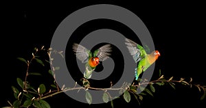 Fischer\'s Lovebird, agapornis fischeri, Pair standing on Branch, taking off, in flight