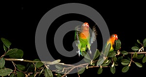 Fischer\'s Lovebird, agapornis fischeri, Pair standing on Branch, taking off, in flight