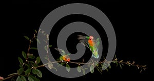 Fischer`s Lovebird, agapornis fischeri, Pair standing on Branch, taking off, in flight, slow motion