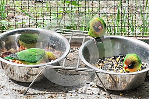 Fischer's lovebird (Agapornis fischeri), small parrots feeding f