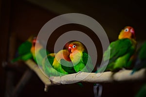 Fischer's lovebird parrots