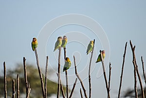 Fischer`s Lovebirds Agapornis fischeri