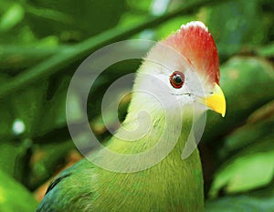 Fischer`s turaco is a species of bird in the family Musophagidae