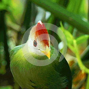 Fischer`s turaco is a species of bird in the family Musophagidae