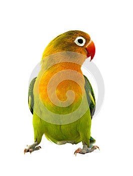 Fischeri lovebird