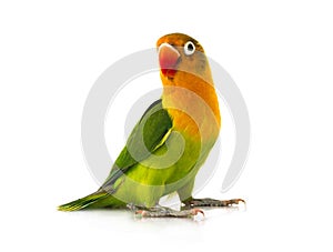 Fischeri lovebird