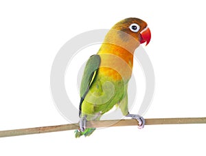 Fischeri lovebird