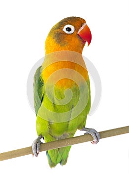 Fischeri lovebird