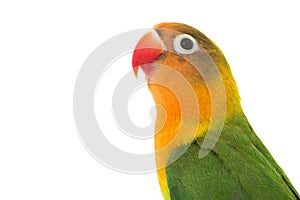 Fischeri lovebird