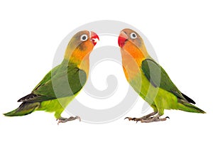 Fischeri lovebird parrot photo