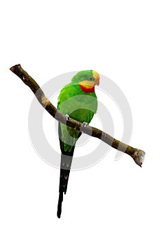 fischeri lovebird parrot on a white background