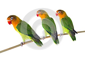 Fischeri lovebird parrots