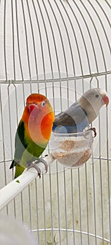 fischers lovebird agapornis fischeri in a cage with its mate close up view