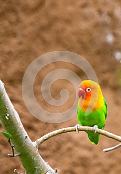 Fischers Lovebird perched on tree trunk