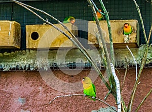 Fischers lovebirds in the aviary, colorful and vibrant dwarf parrots, popular pets in aviculture