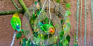 Fischers lovebirds sitting on a tree branch, colorful and tropical small parrots from africa, popular pet in aviculture