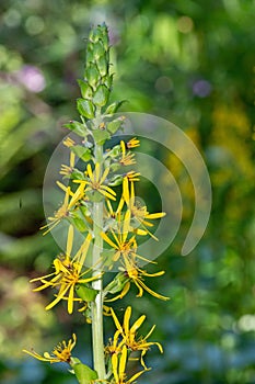 Fischers ragwort (ligularia Fischeri) flowers