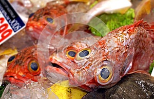 Fish photo