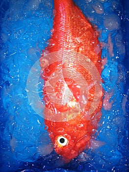 Fish