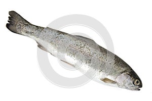 Fish 8