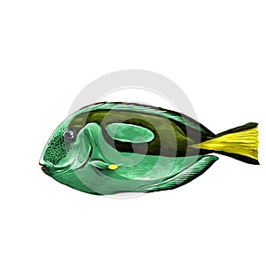 Fish Acanthur sketch vector photo