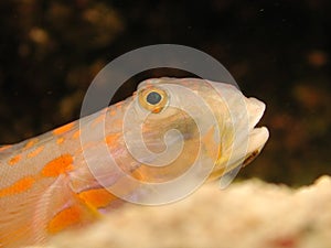 Fish against black background