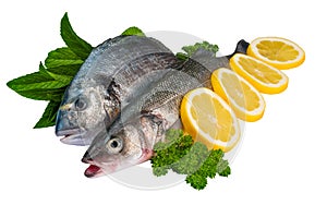 Fish against pure white background