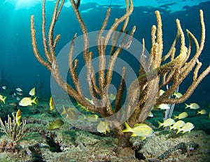 Fish Aggregation over coral reef