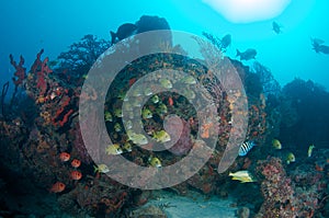 Fish Aggregation over near coral ledge