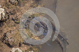 Fish aglomeration on a river