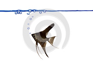 Fish and air bubbles.