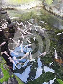 Fish albino patin farm kolam photo