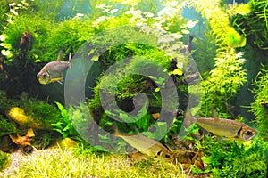 Fish in the algae