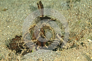 Fish - Ambon scorpionfish