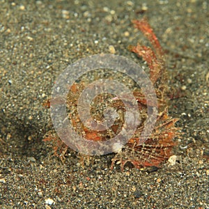 Fish - Ambon scorpionfish