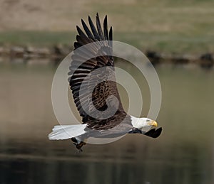 Fish On! American Bald Eagle with a fish in it`s talons