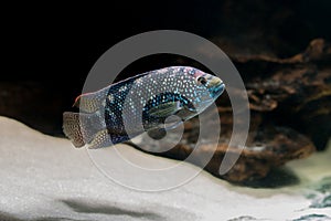 Fish photo