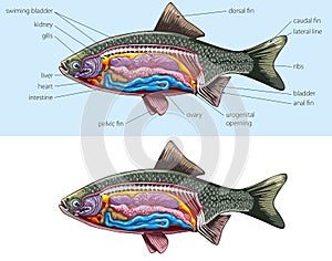 Fish - anatomy