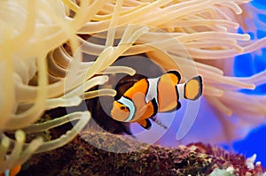 Fish and anemone