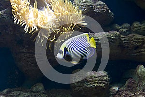 Fish-angel (fish-emperor) and actinia (sea anemona)