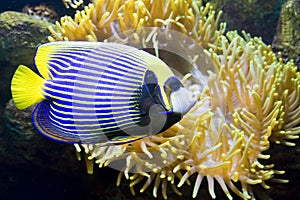 Fish-angel or Fish-emperor and Actinia (Sea anemone)